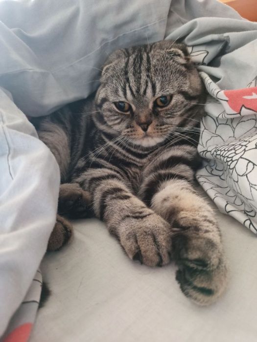 Шотландский котик приглашает на вязку