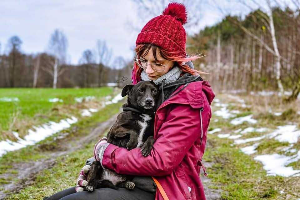 Ok. 5 letni pies Taco, dogaduje się z innymi psami