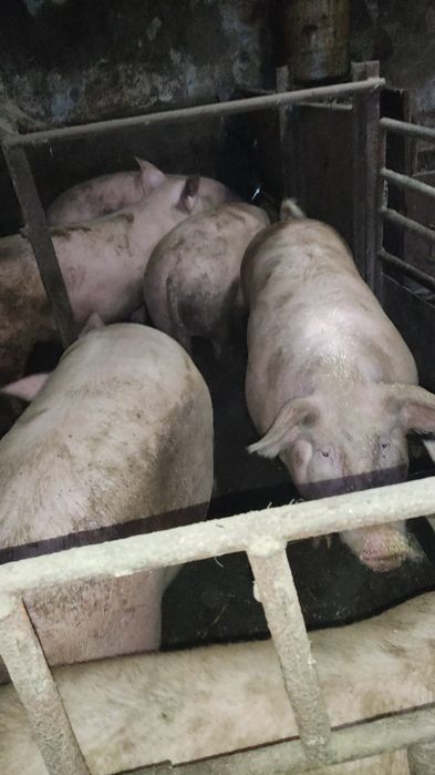 Продам свиней живою вагою.