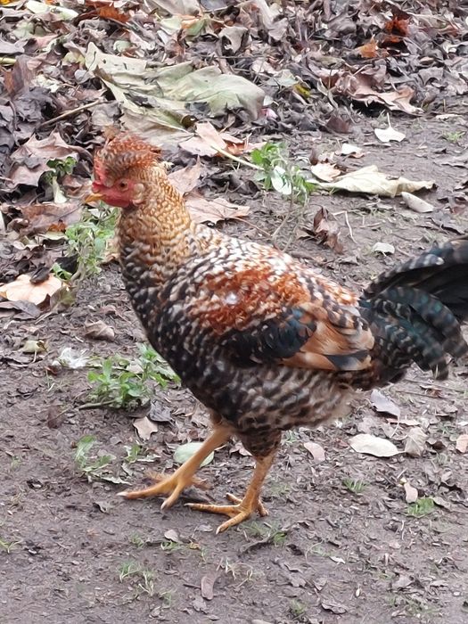 Młode ,kolorowe  koguty