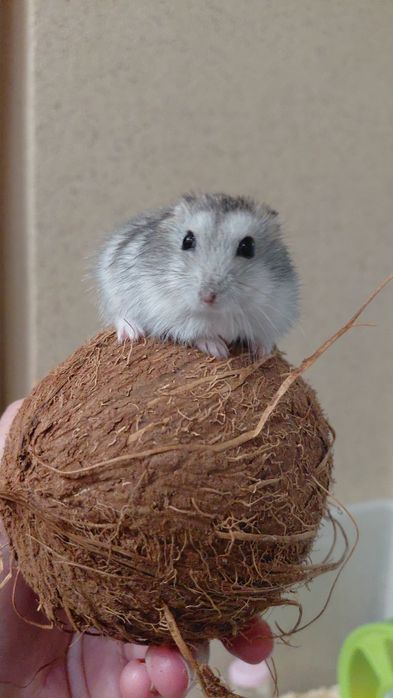 Хом'як джунгарик