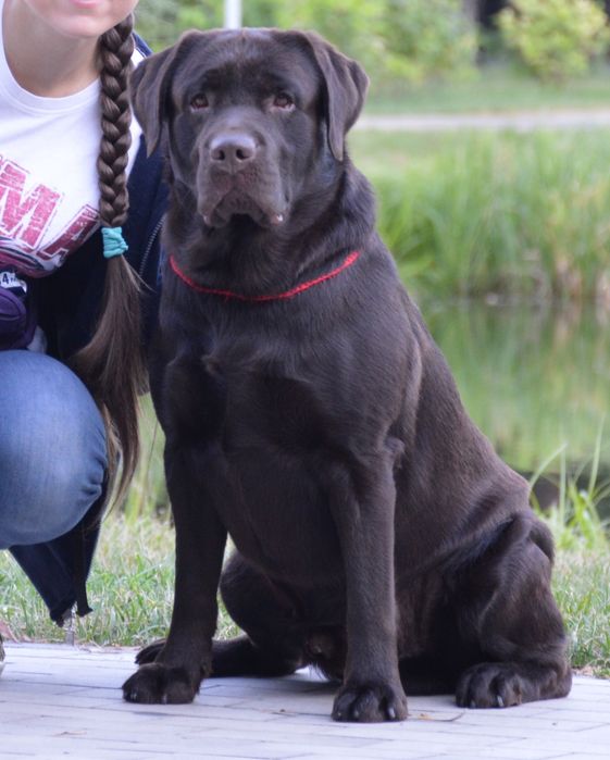 Вязка! Лабрадор шоколадного окраса!