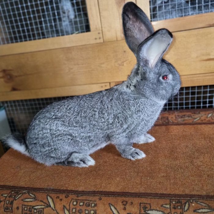 Belgijski olbrzym szynszlowy