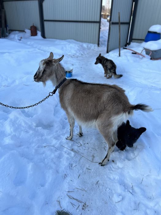 Продам дійну козу