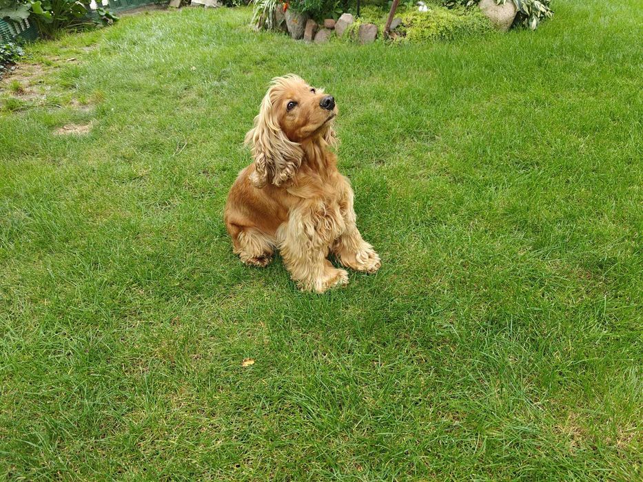 Kundelek jak cocker spaniel