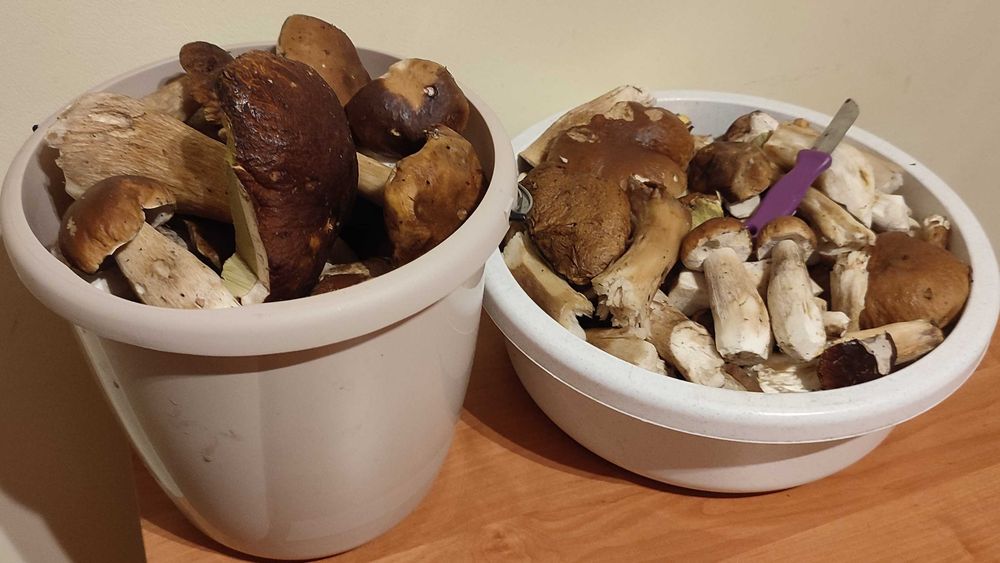 suszone BOROWIKI suszony BOROWIK 1 kg zbiór 2025