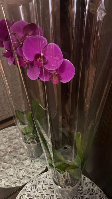 Орхидея фаоенопсис