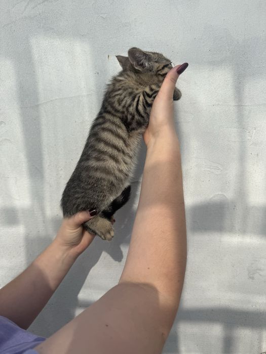 Кошенята в добрі руки