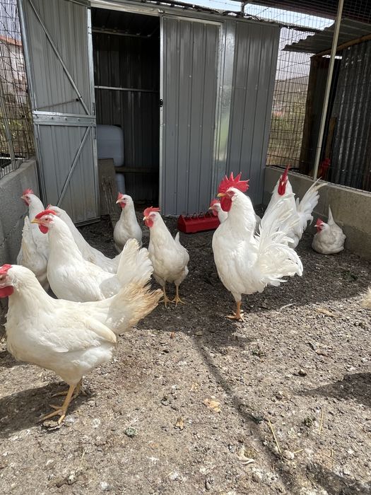 Ovos Leghorn white