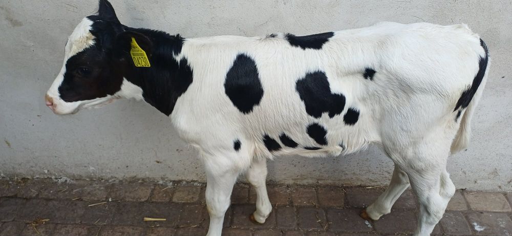 Sprzedam 2 jałoweczki na mleko