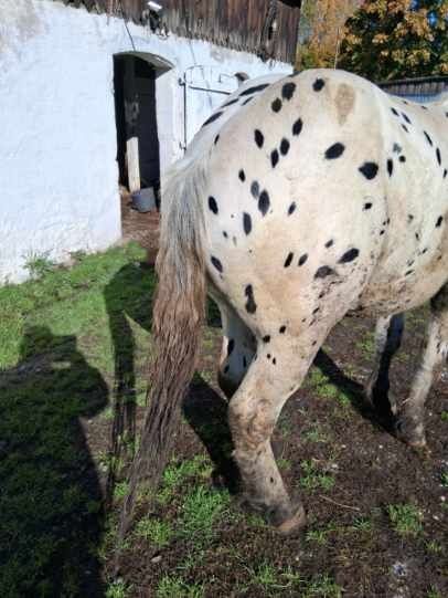 Sprzedam Ogiera  Taranta