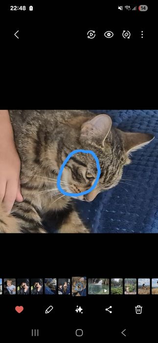 Kotka Rozi zagineła