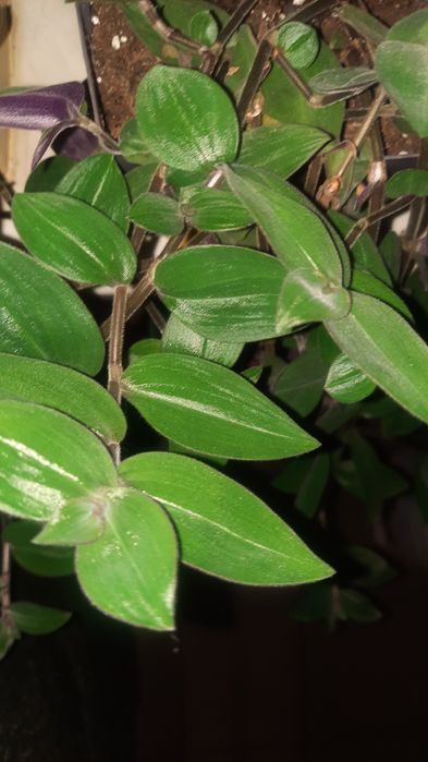 Trzykrotka zapraszam