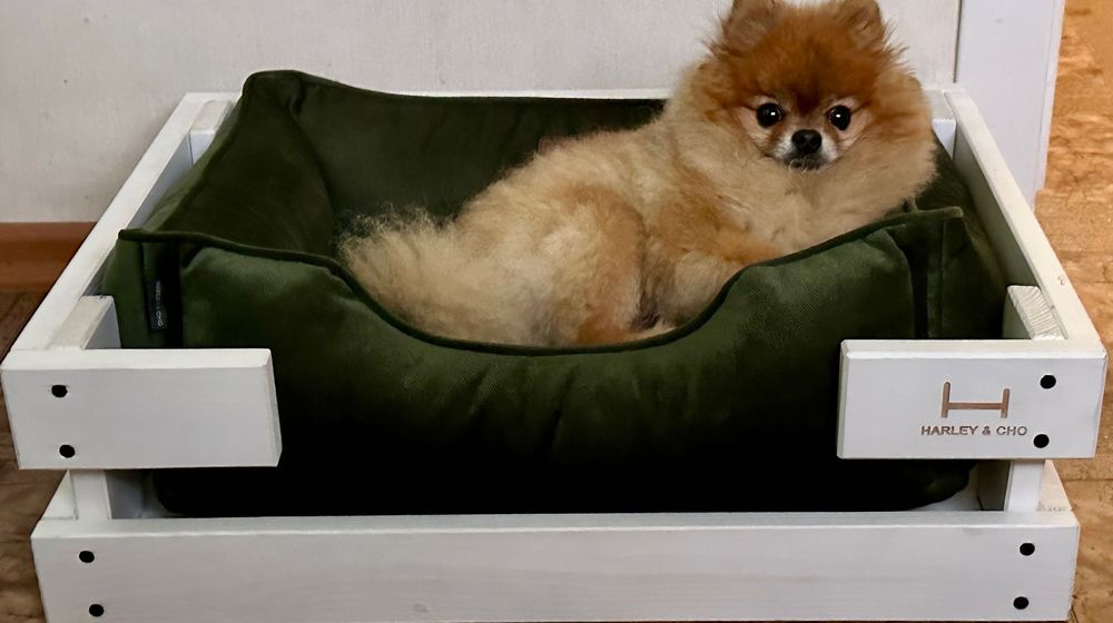 Лежак для собак та котиків