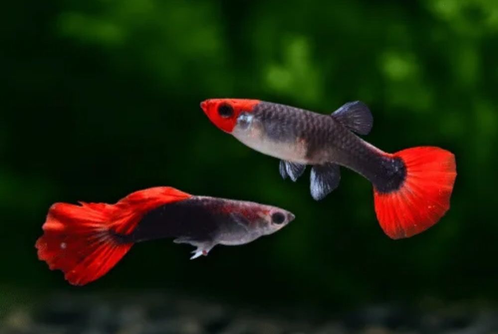 Guppys tuxedo koi