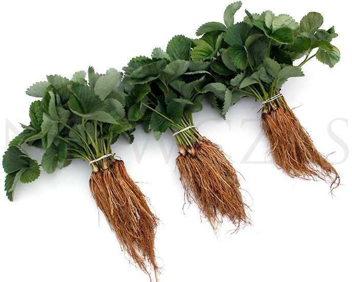 SADZONKI TRUSKAWEK – SILNE, ZDROWE, Licencjonowane od Niewczas Szkółka