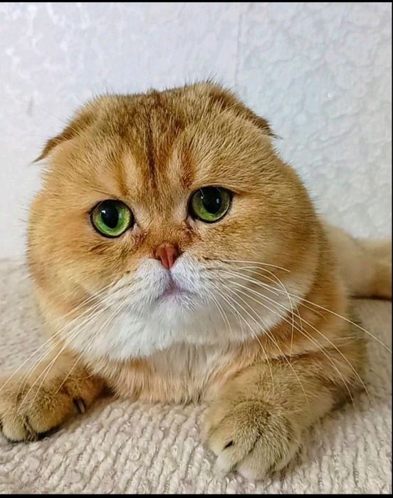 сріблястий таббі ,black silver tabby.шиншила веслоуха дівчинка
