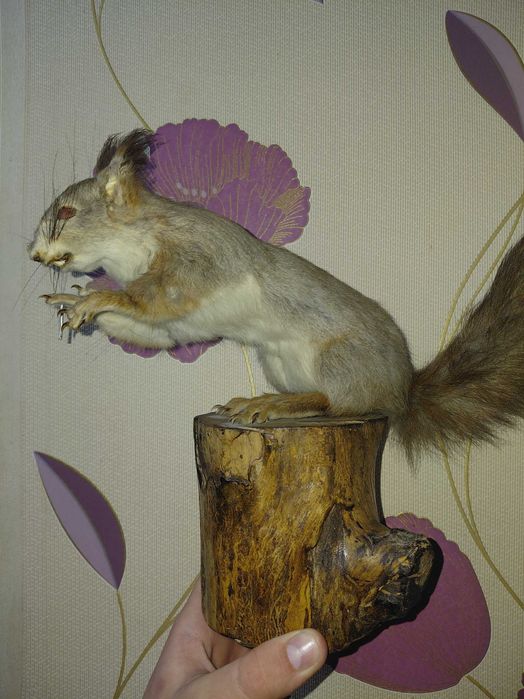 Макети білок для дому