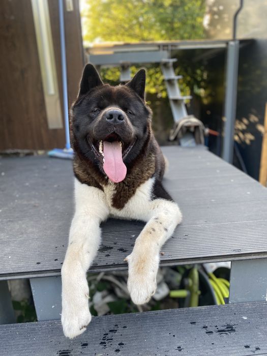 Szczeniaki Akita Amerykańska