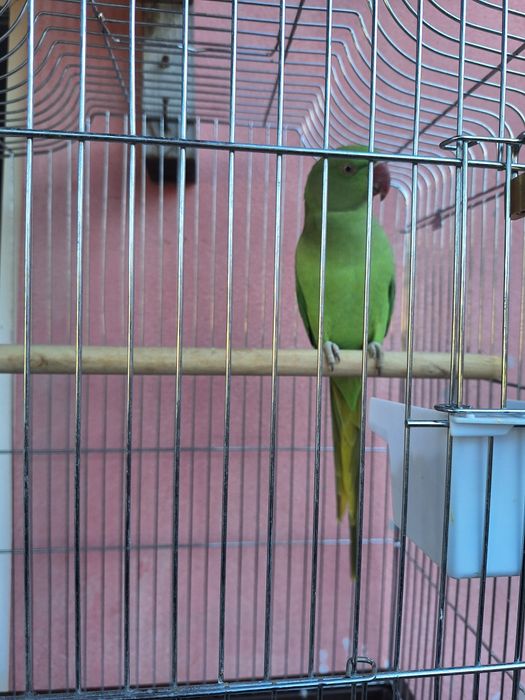 Grande alexandrino fêmea