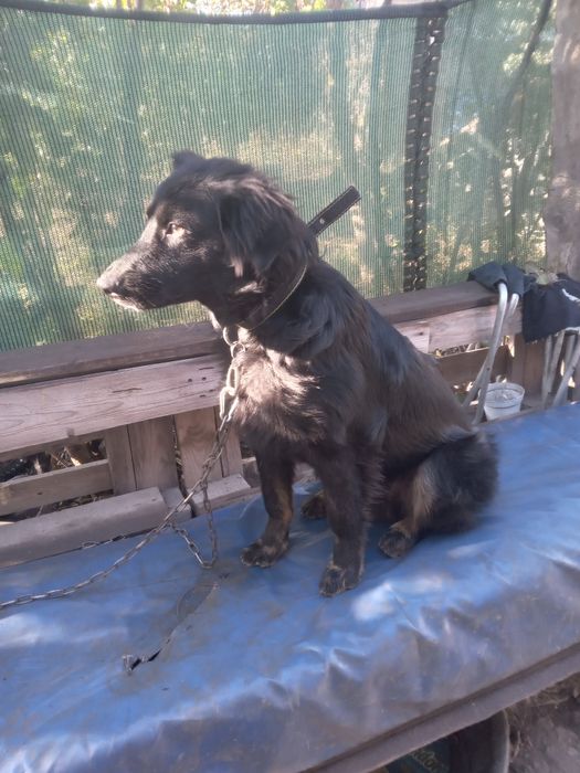 Одам щенка срочно в хорошые руки