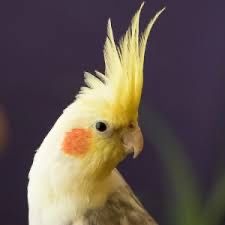 Papuga Nimfa Aqualife