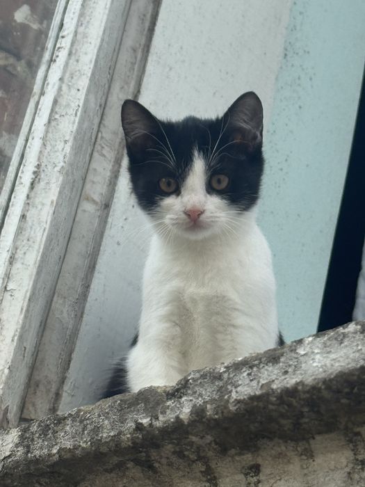 ніжний котик в добрі руки