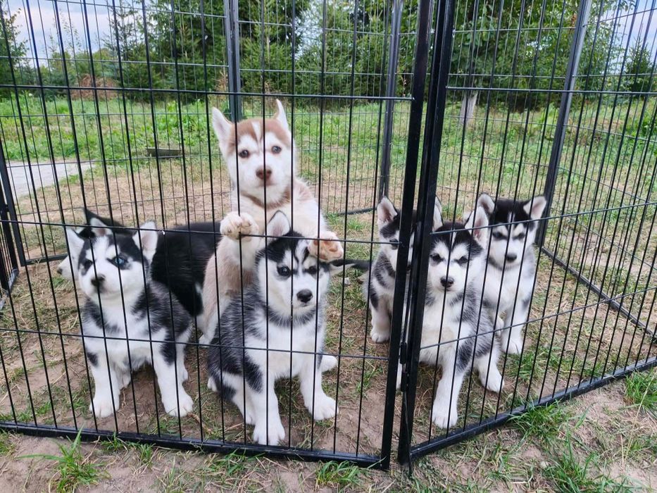 Husky przesliczne pieski