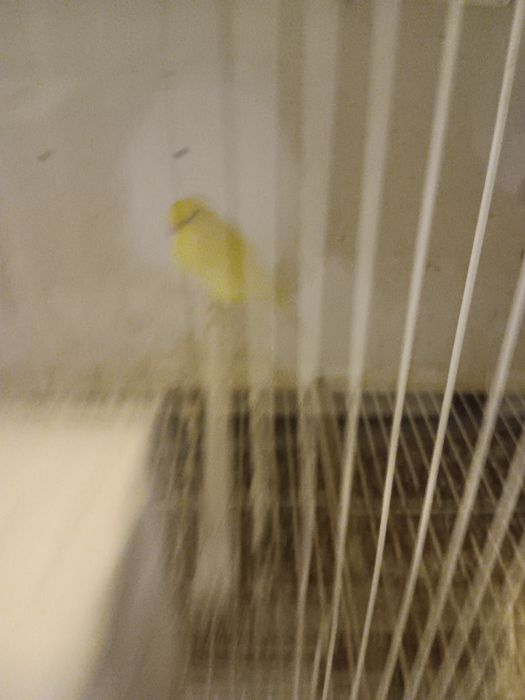 Canarias femeas  odivelas