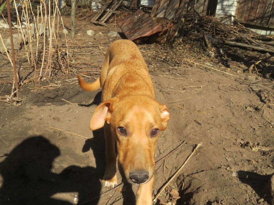 Хлопець метис шукае родину