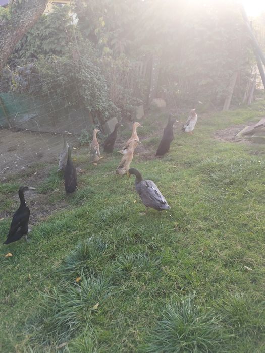 Kaczki kaczory biegus indyjski