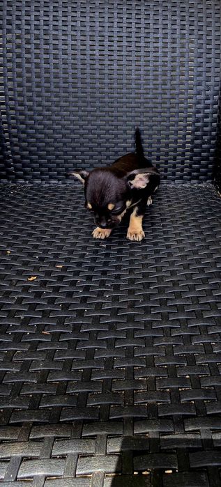 Chihuahua macho