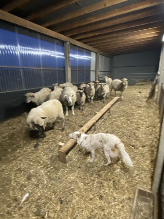 Owce czarnoglowki mieszane