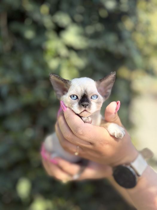 Devon rex kocur FPL