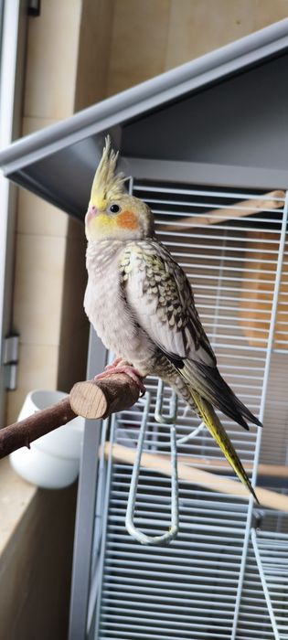 Vendo ou troco caturras novinhas