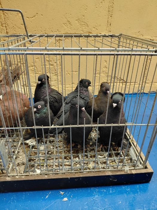 Wywrotki fajfry gołębie