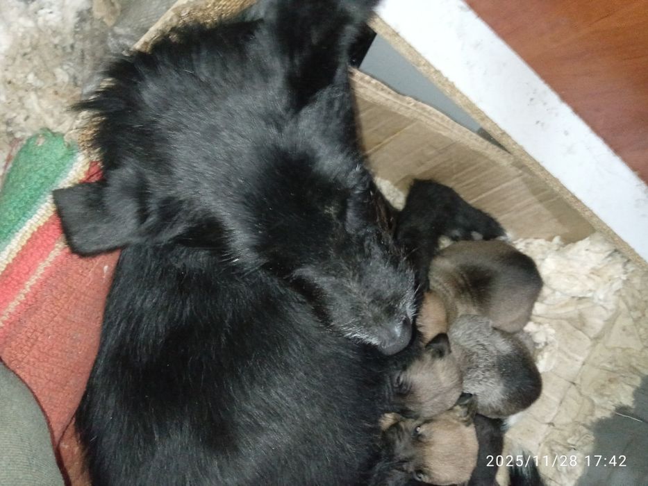 Щенята віддам 5 штук