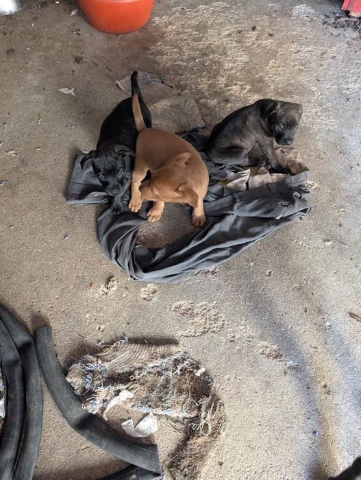 Cães para adoção