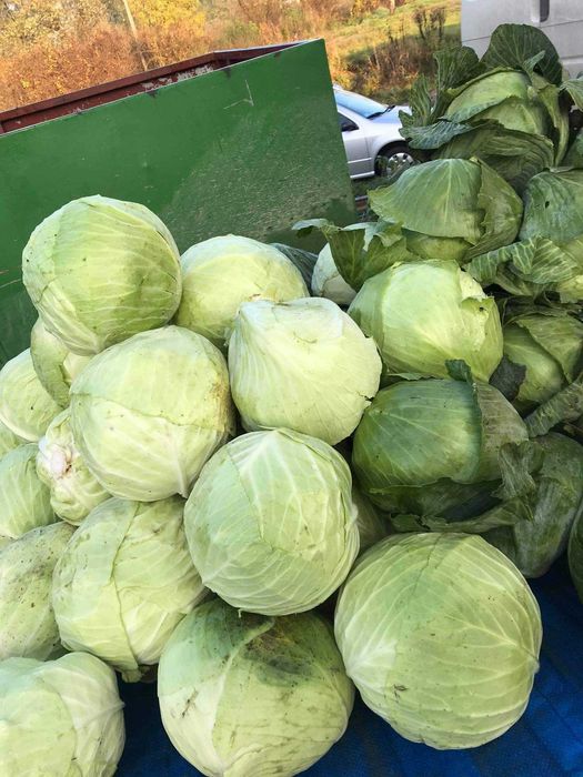 Warzywa ziemniaki hurt detal