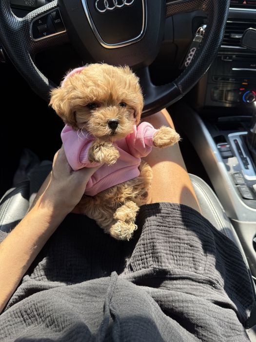 Шикарні дуже гарні мальтипу