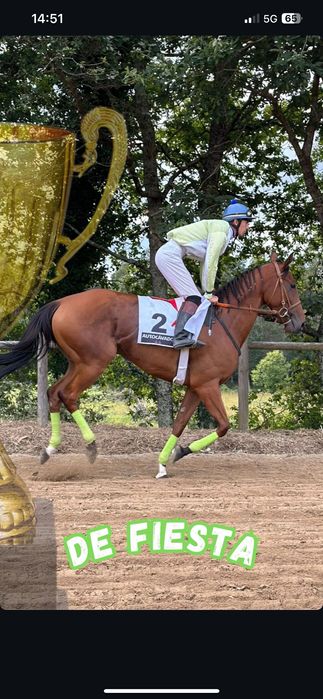 Vendo Égua puro sangue