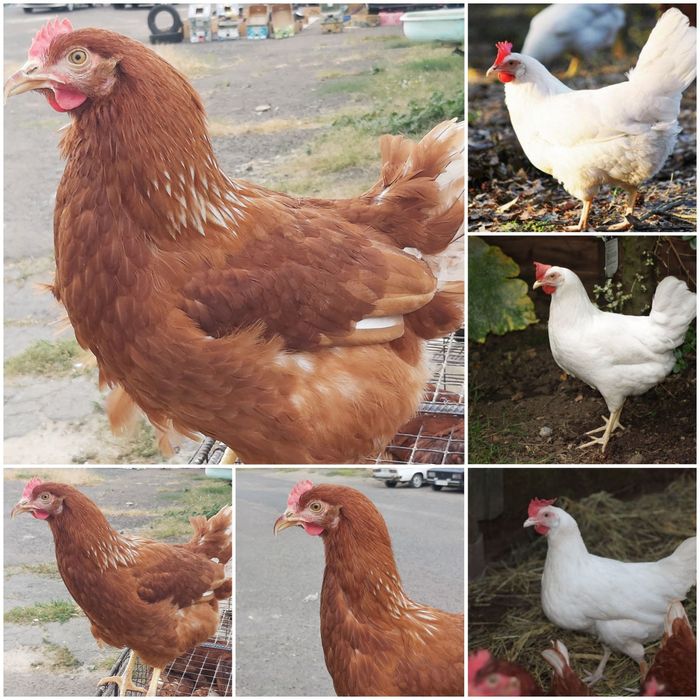 Кури Ломан Сенді 4,5 міс