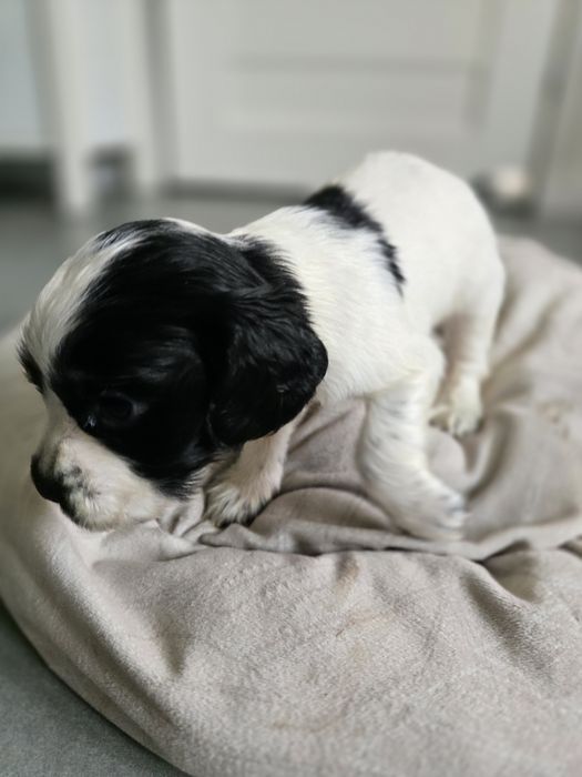 Suczka cocker spaniel angielski