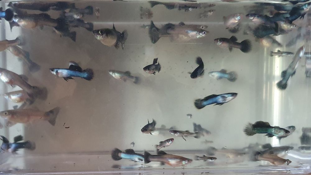 Gupik Endlera Panda wysyłka