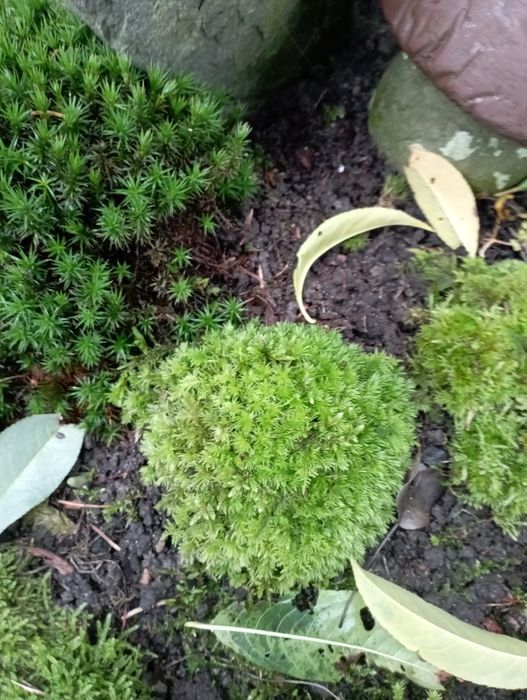 Mchy różne porosty