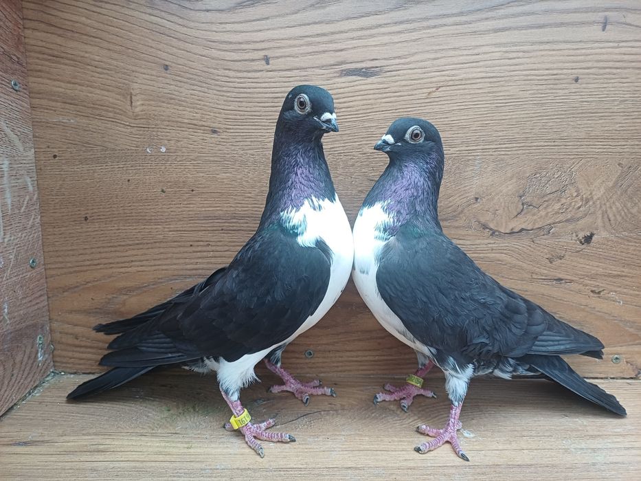 Gołebie Czajki wiedeńskie ozdobne