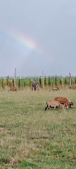 Owce kameruńskie, całe stado 10matek plus tryk, zakolczykowane,