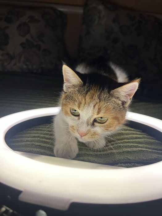 Віддам у добрі руки кішечку