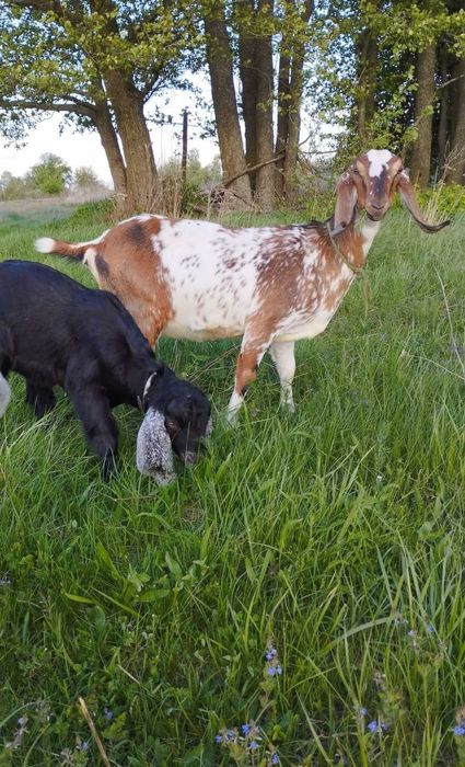 Продам кози. Срочно!