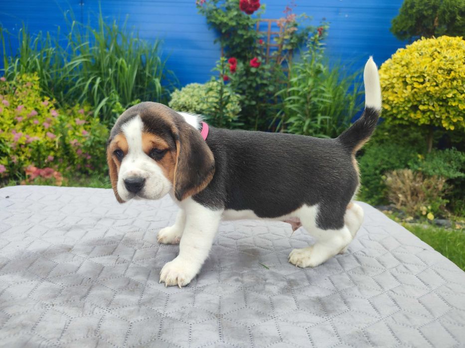 Beagle szczeniak Piesek